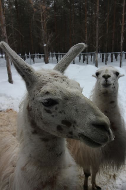 صورة من Domaine Enchanteur: غابة وحيوانات وتجارب موسمية، ١ من ٢٠