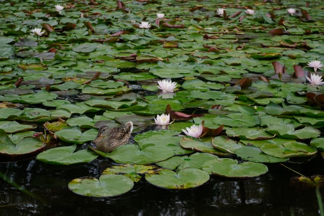 صورة من Kaloya Regional Park: شاطئ ونزهة عند Kalamalka Lake، ٣ من ٣