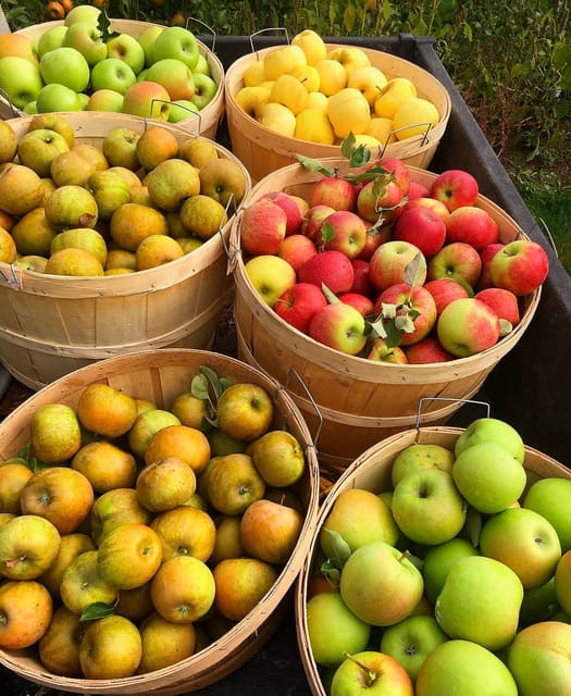 صورة من The Apple Orchard: قطف الثمار وجولة مزرعة، ٢ من ٤
