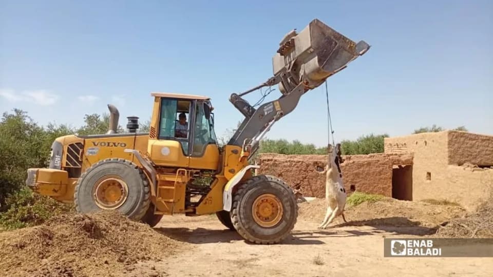 داء الكلب يهدد قطعان الأبقار في ريف الرقة الغربي ومخاوف من انتشاره