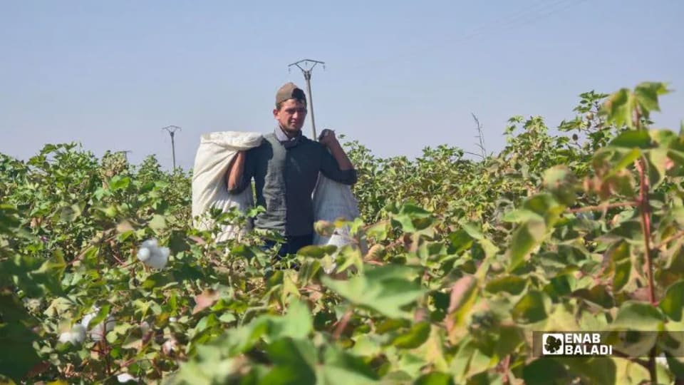 مزارعو الرقة يبدؤون جني القطن وسط غموض التسعير وتأخر مستحقات القمح