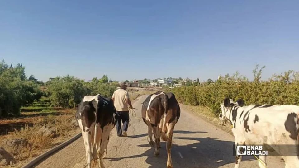 ارتفاع سعر الحليب لا ينقذ مربي الأبقار في درعا من الخسائر